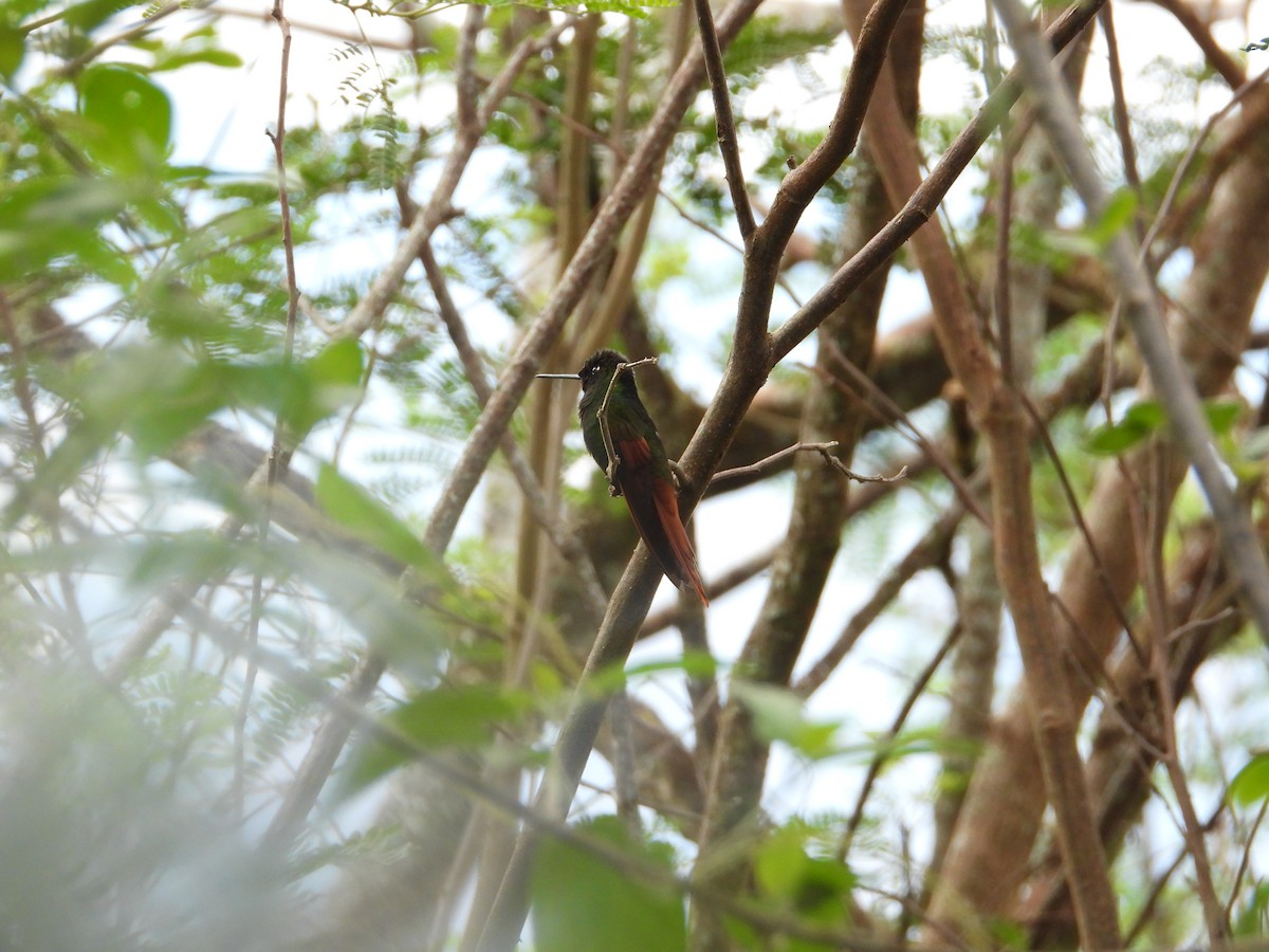 Rainbow Starfrontlet - ML643132071
