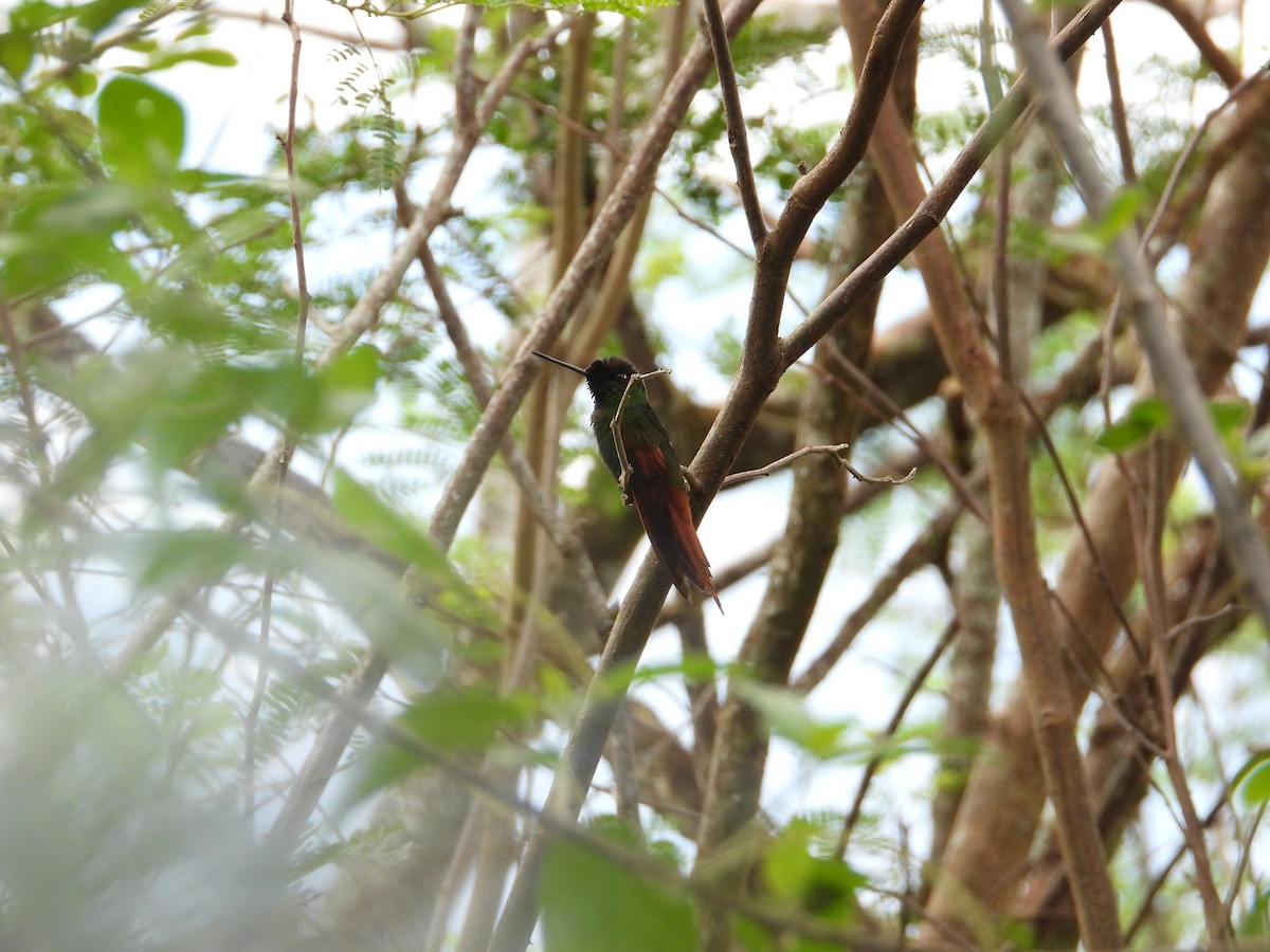 Rainbow Starfrontlet - ML643132072