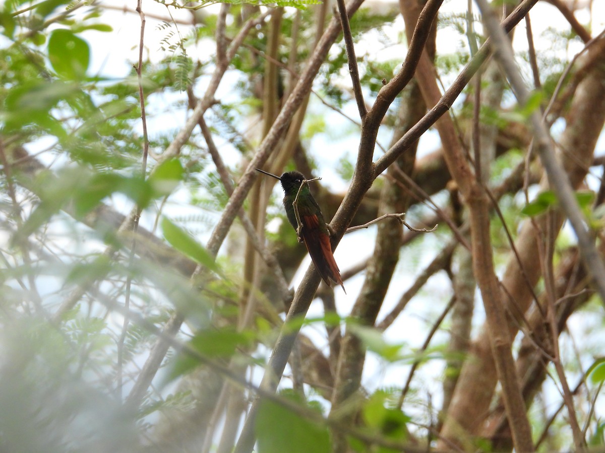 Rainbow Starfrontlet - ML643132073