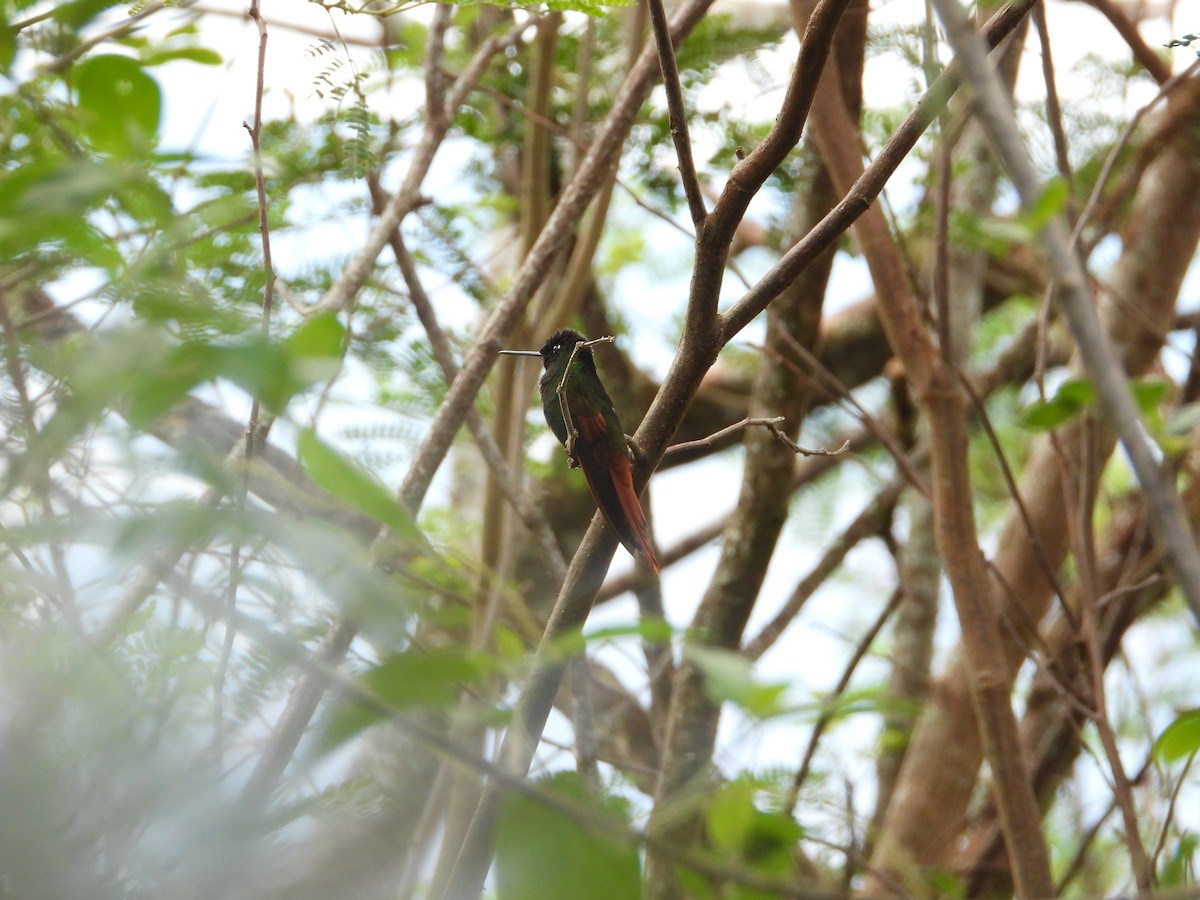 Rainbow Starfrontlet - ML643132074