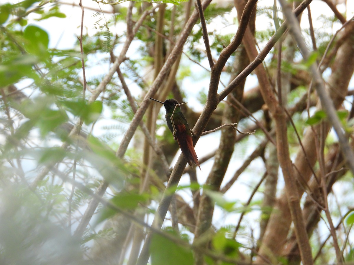 Rainbow Starfrontlet - ML643132076