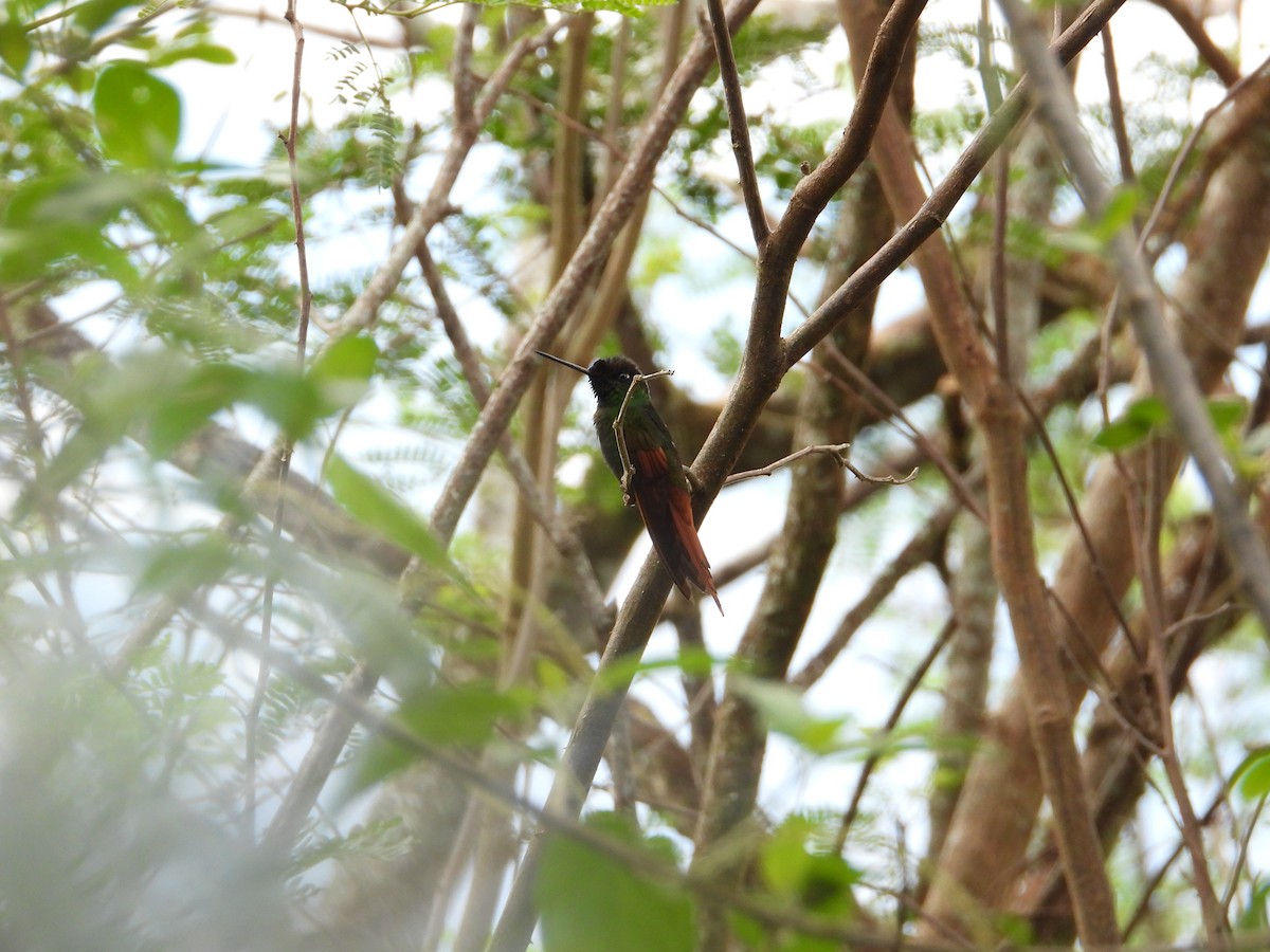 Rainbow Starfrontlet - ML643132077