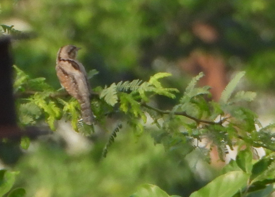 Eurasian Wryneck - ML643132088