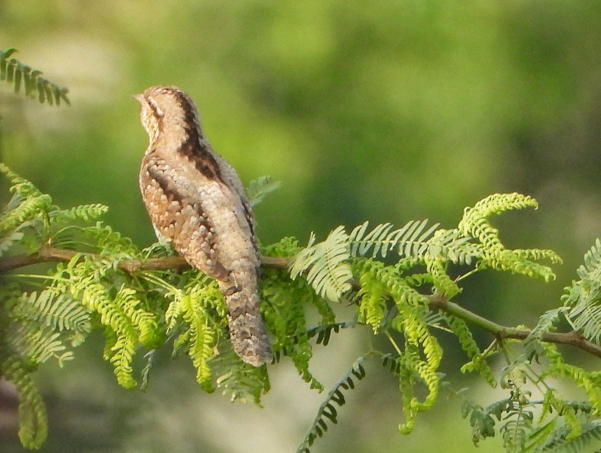 Eurasian Wryneck - ML643132089