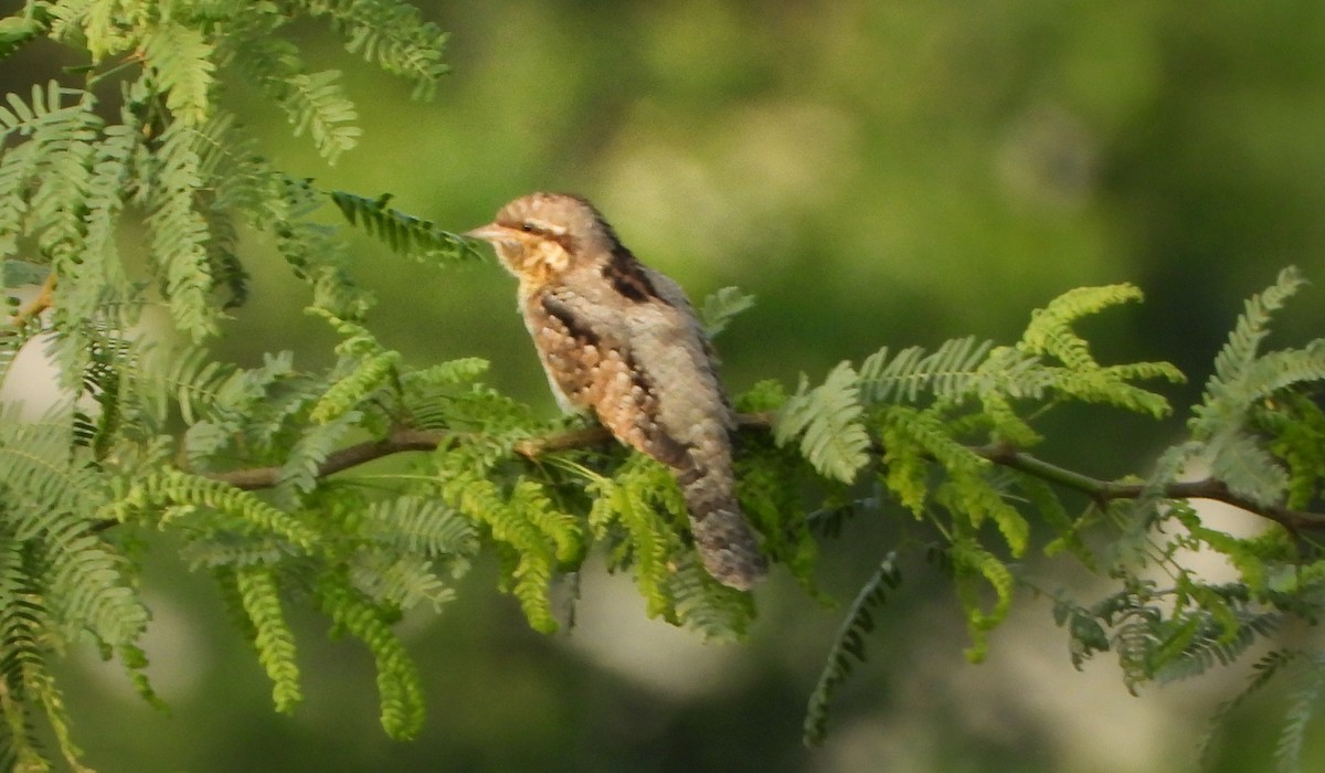 Eurasian Wryneck - ML643132090