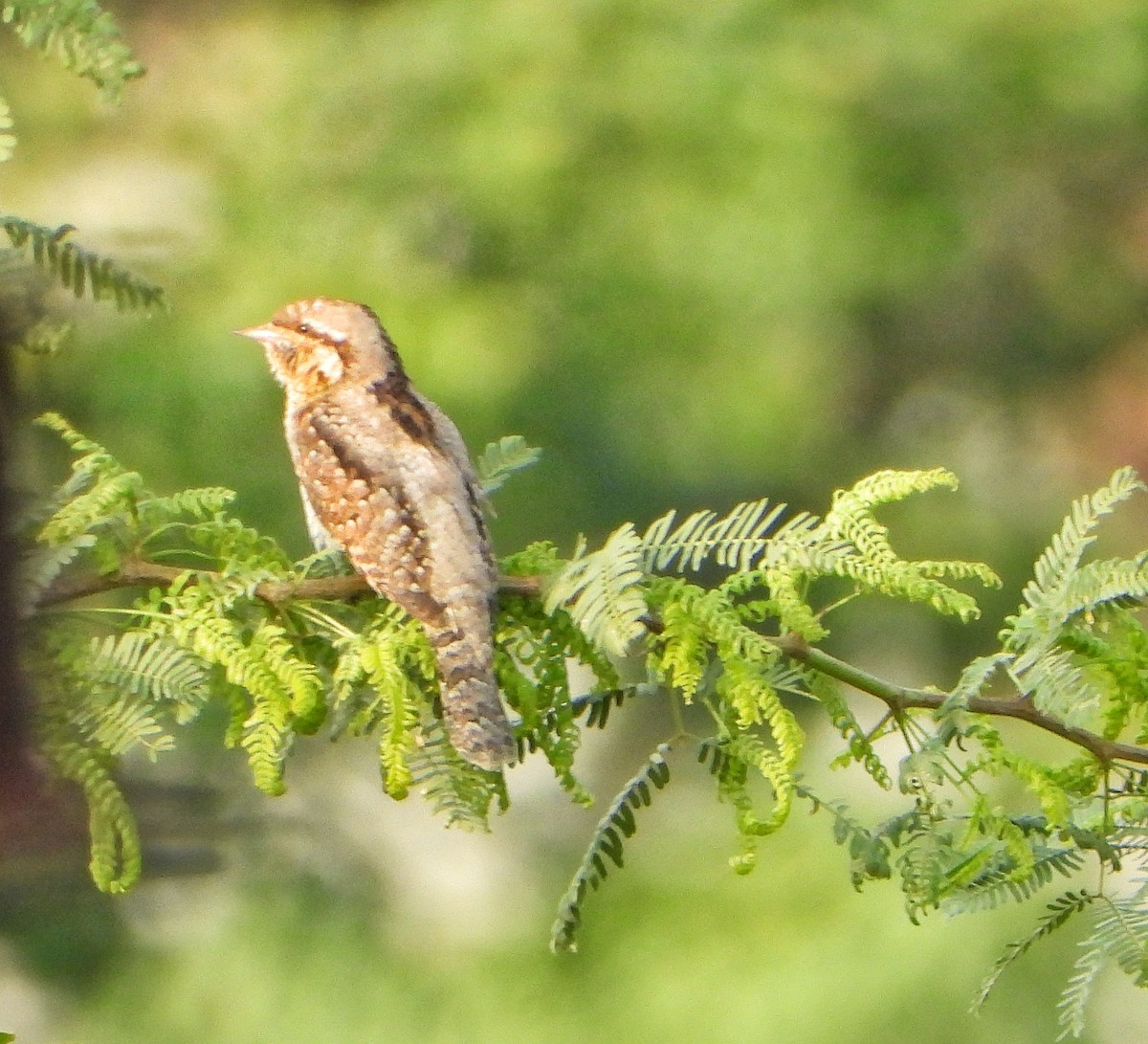 Eurasian Wryneck - ML643132091