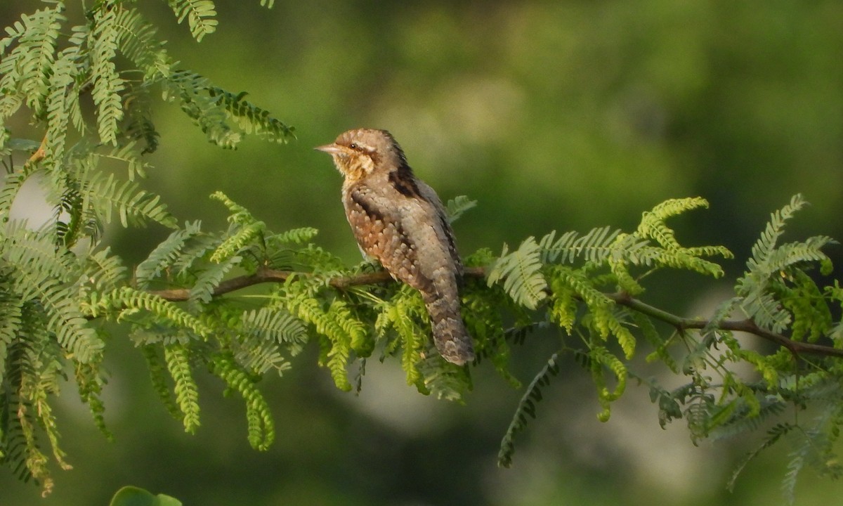 Eurasian Wryneck - ML643132092