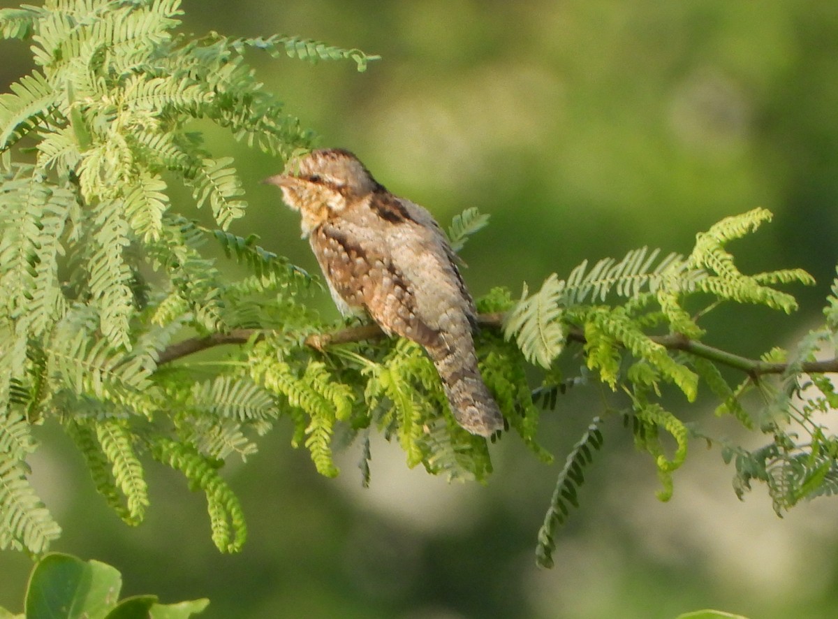 Eurasian Wryneck - ML643132093