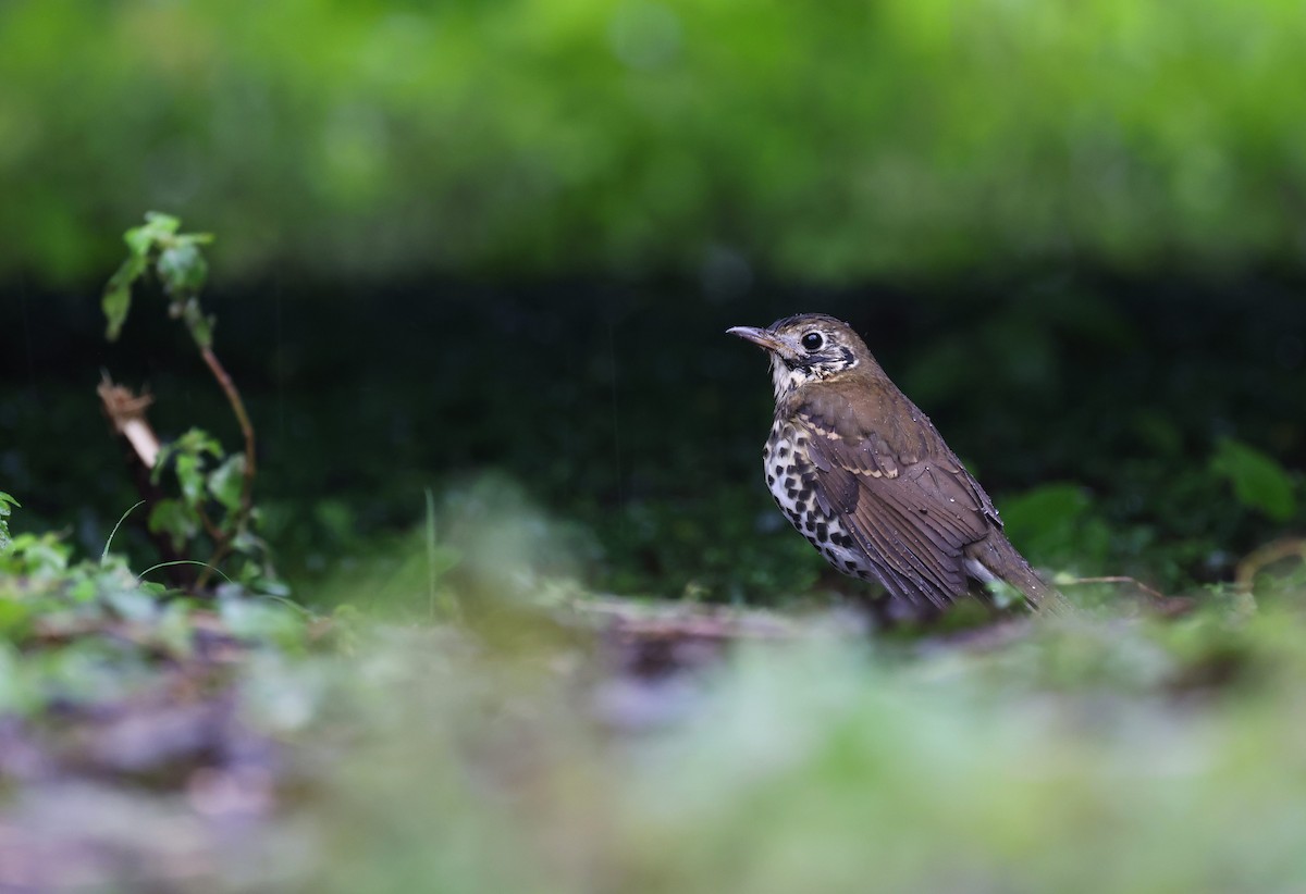 Chinese Thrush - ML643132096