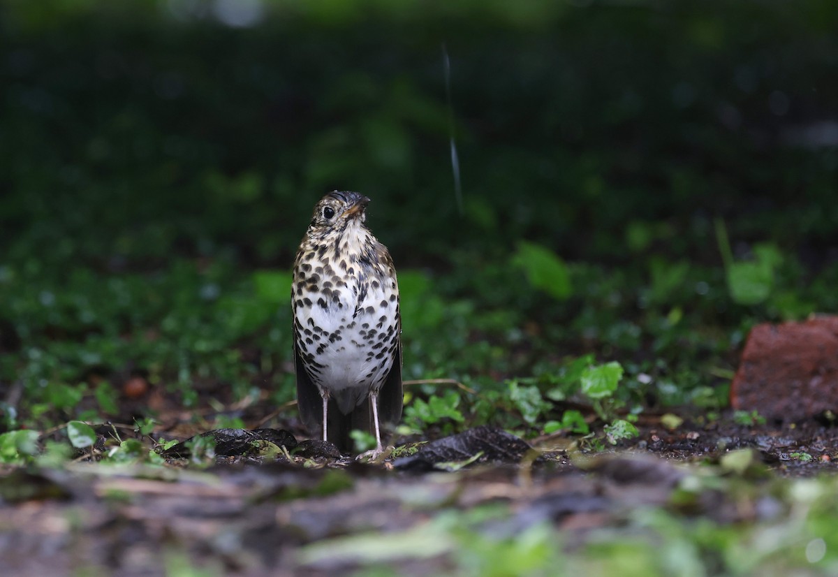 Chinese Thrush - ML643132097