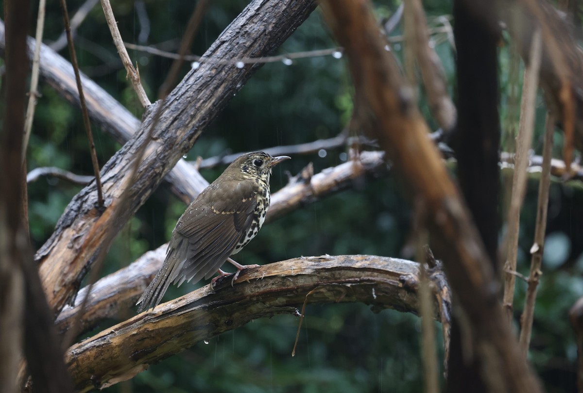 Chinese Thrush - ML643132098