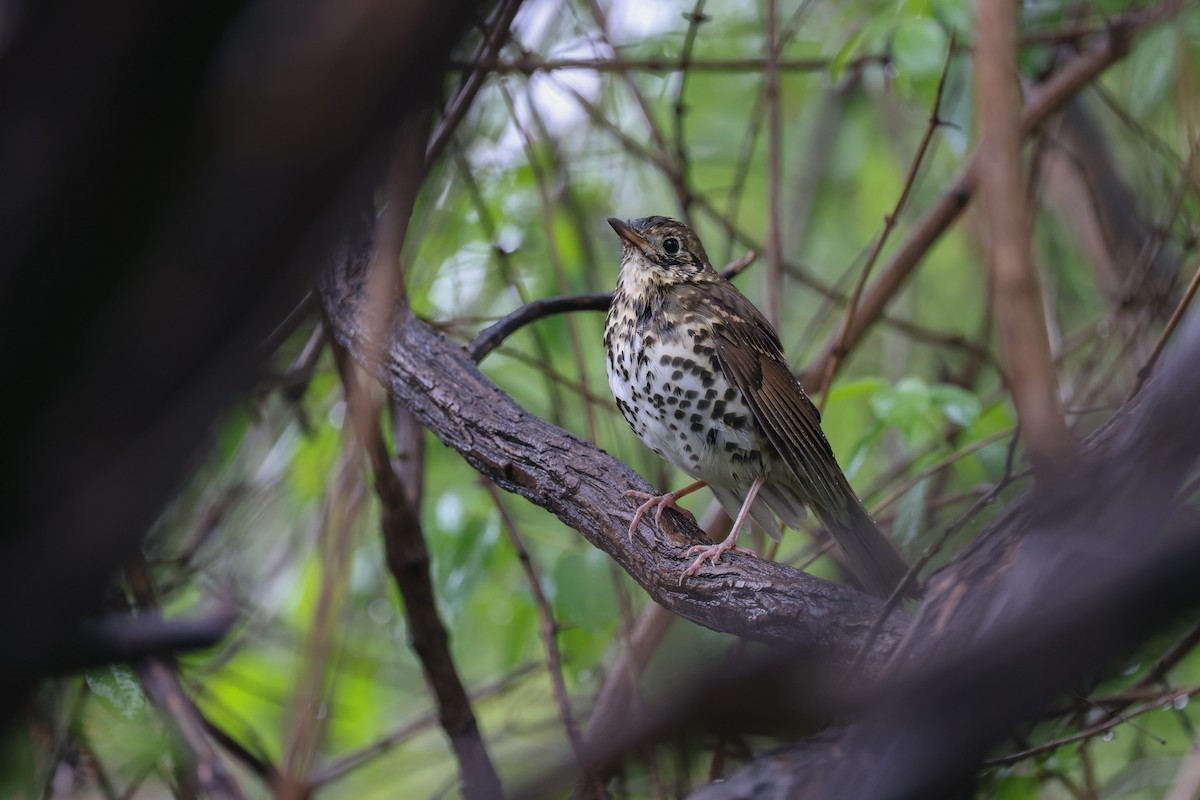 Chinese Thrush - ML643132100