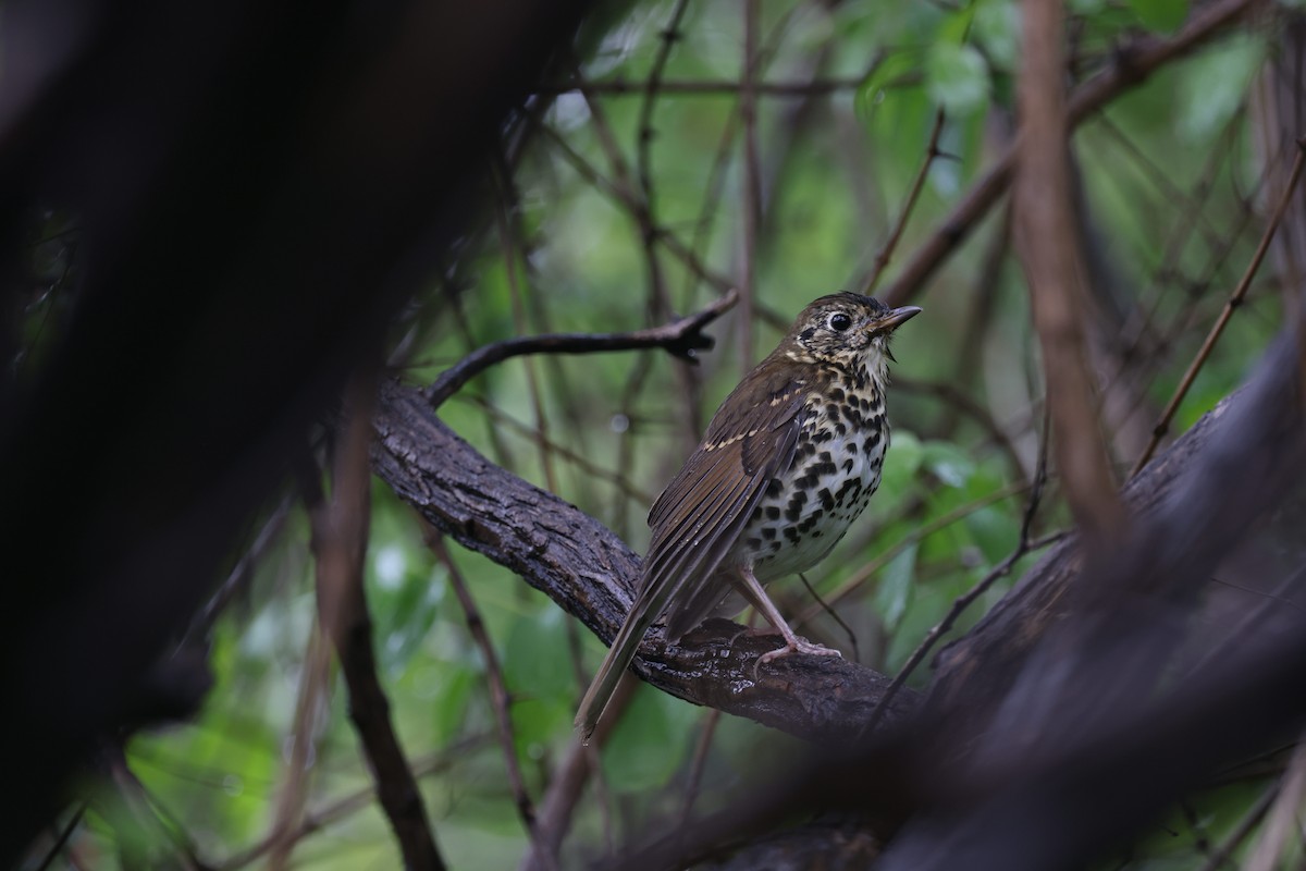 Chinese Thrush - ML643132101