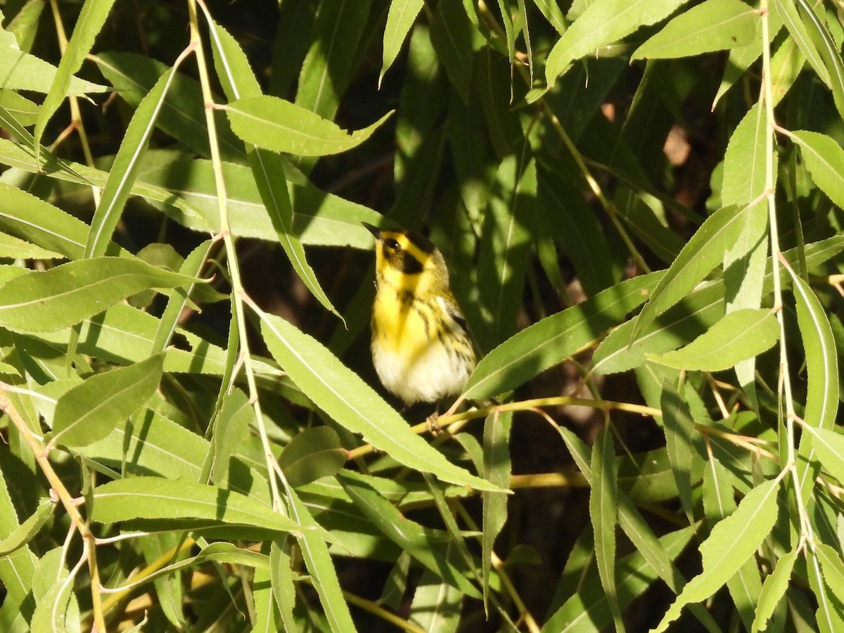 Paruline de Townsend - ML643132134