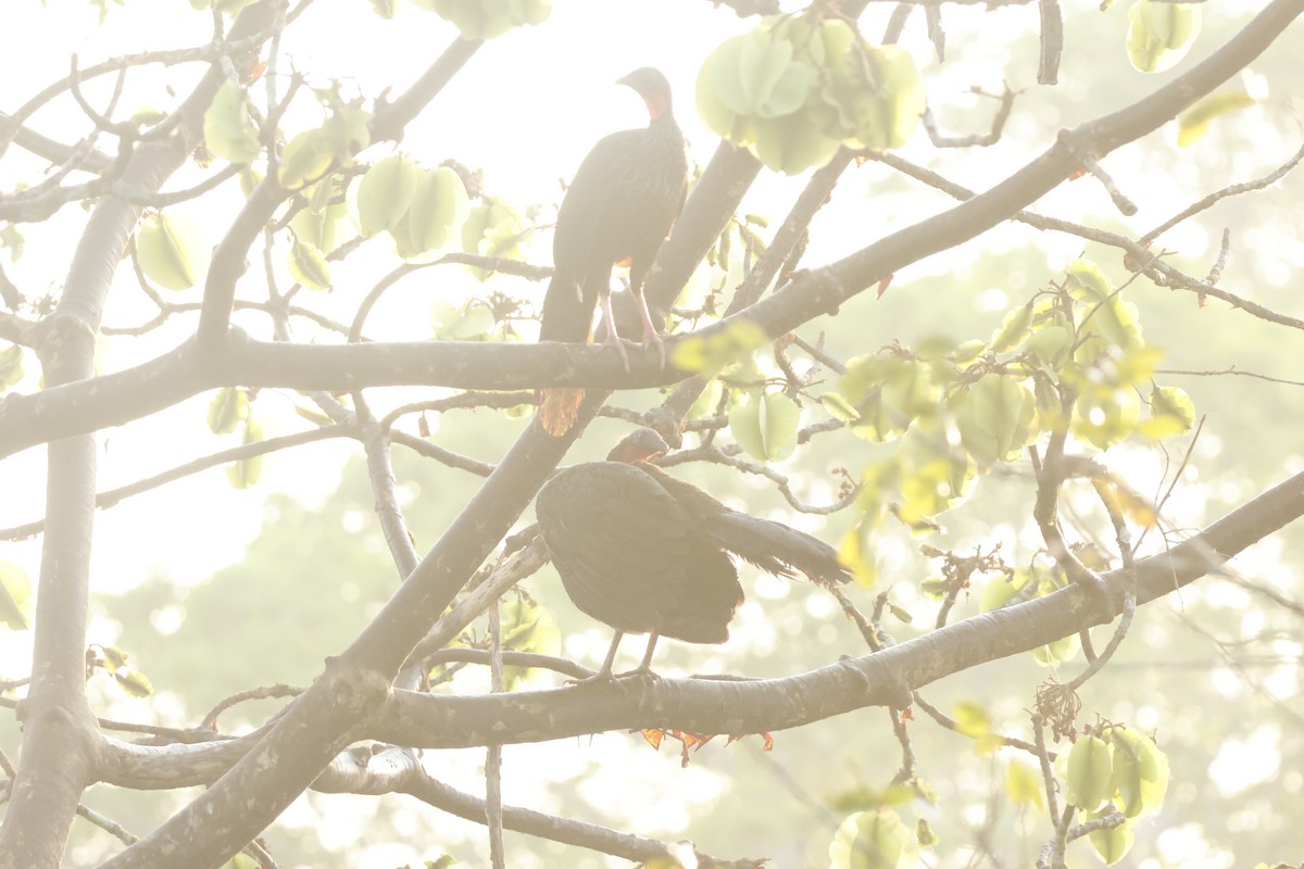 Spix's Guan - ML643132169