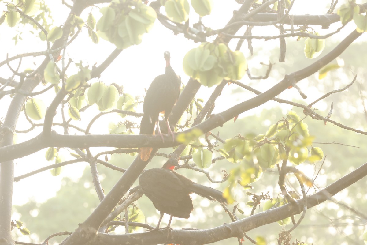 Spix's Guan - ML643132170