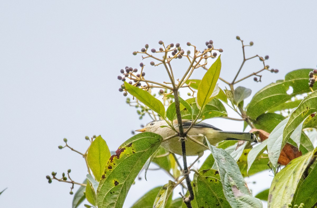 Blue-winged Minla - ML643132172