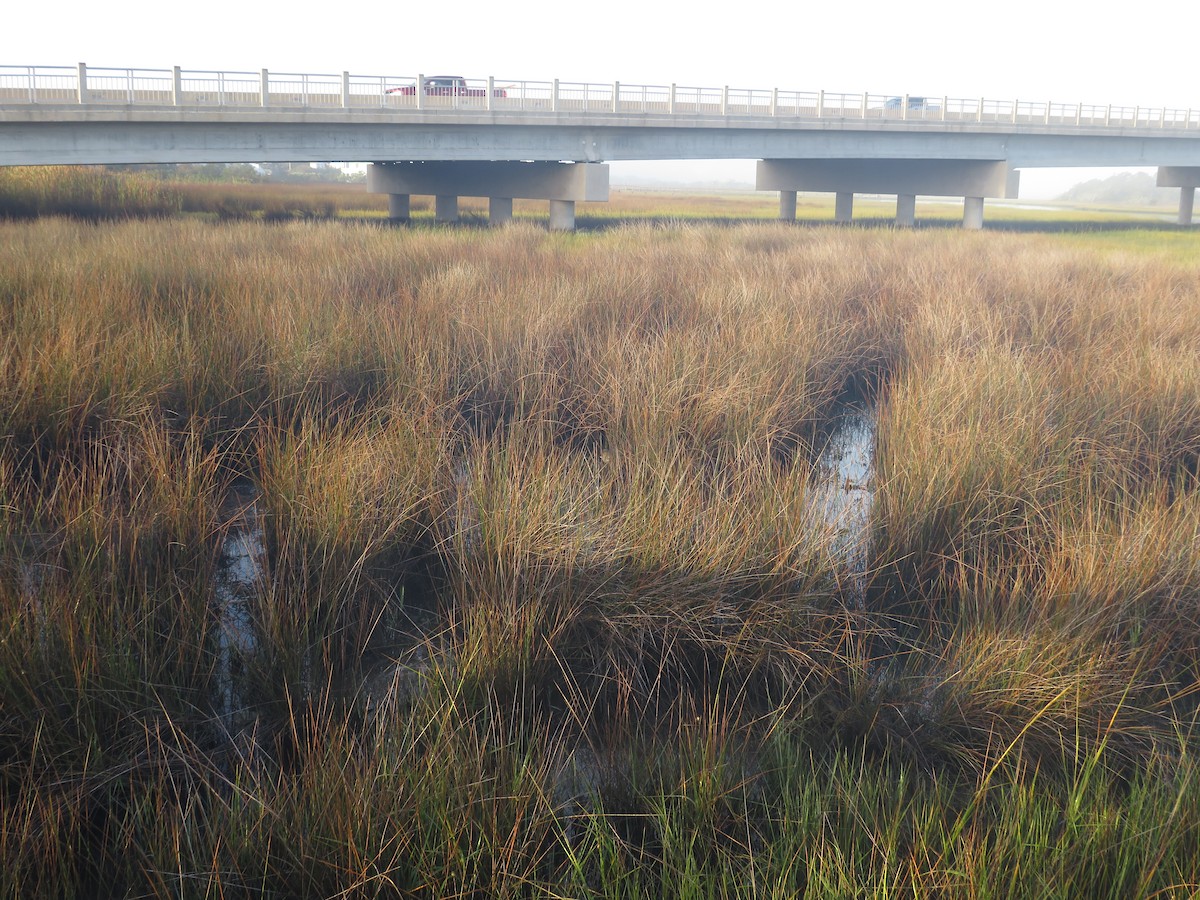 Clapper Rail - ML643132173