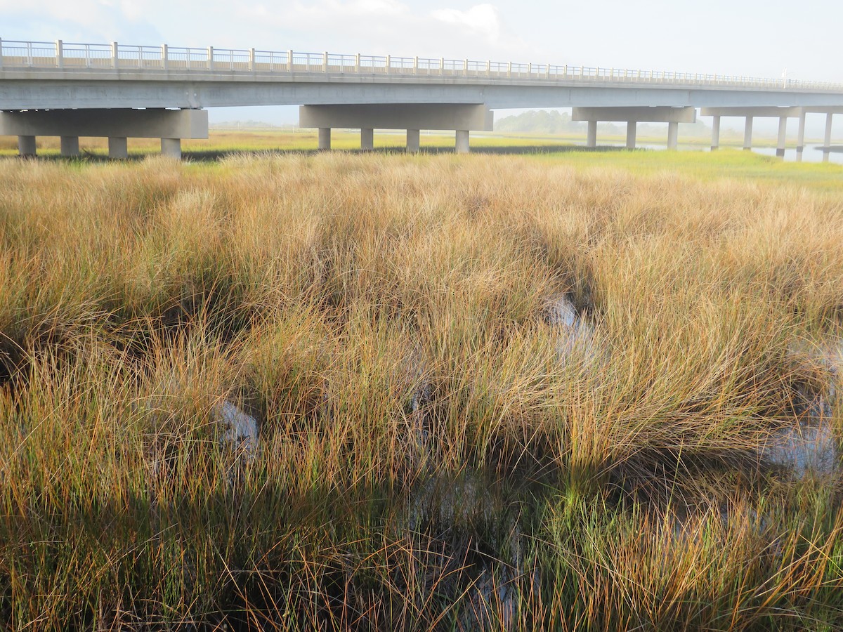 Clapper Rail - ML643132175