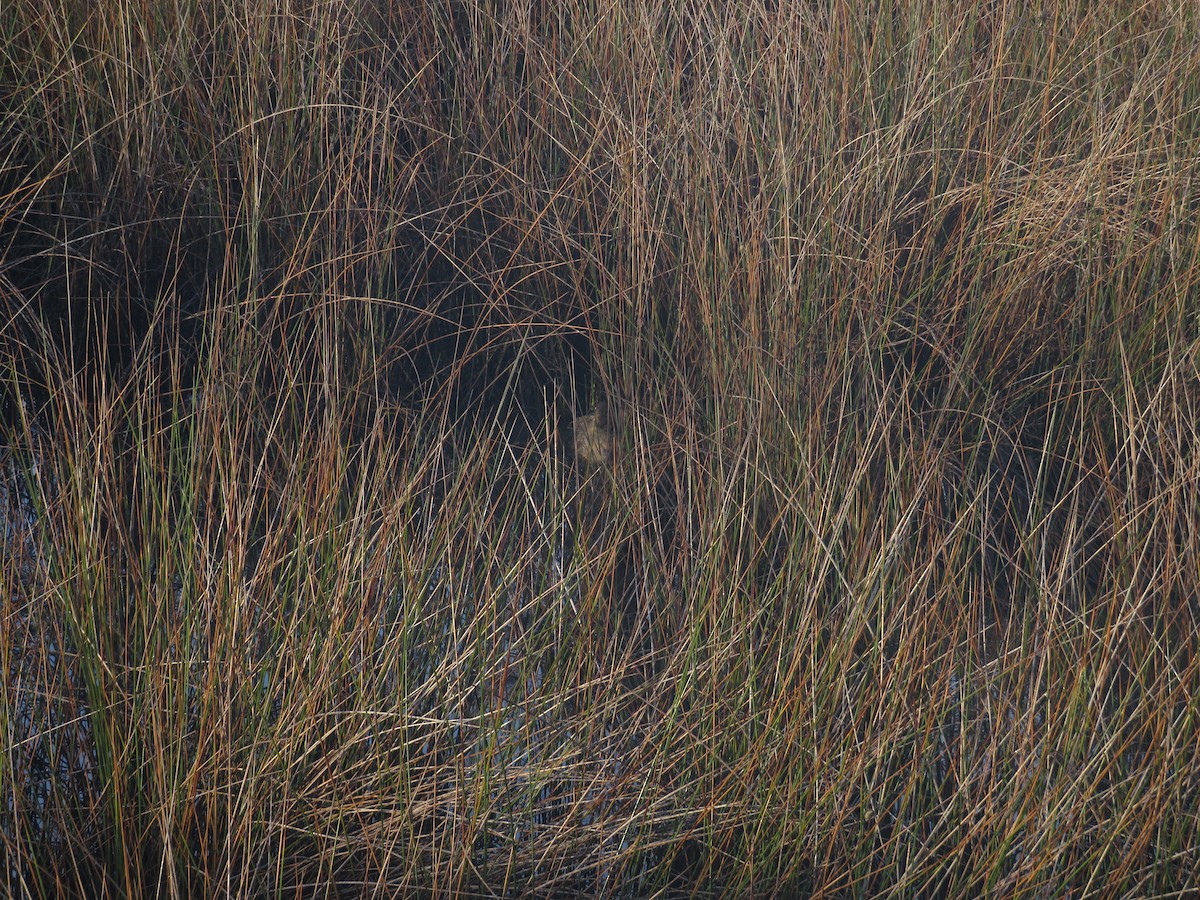 Clapper Rail - ML643132182