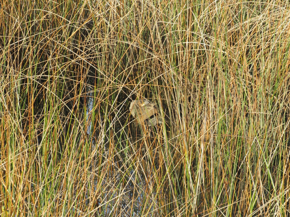 Clapper Rail - ML643132183