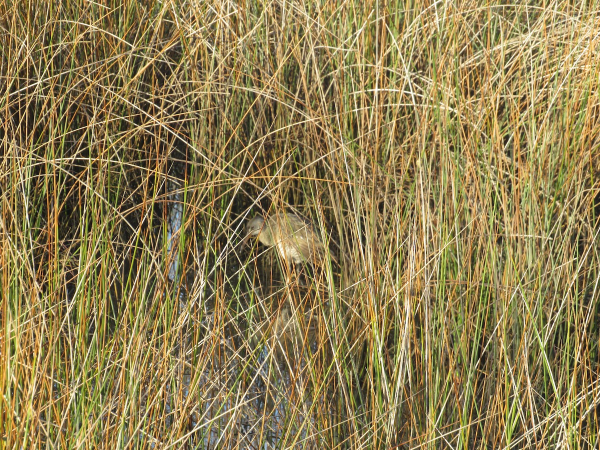 Clapper Rail - ML643132184