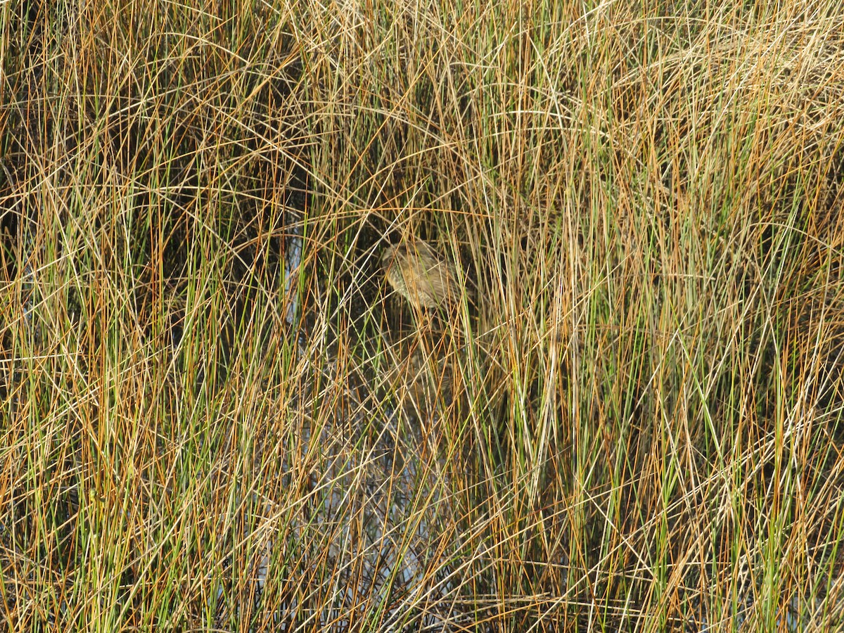 Clapper Rail - ML643132187