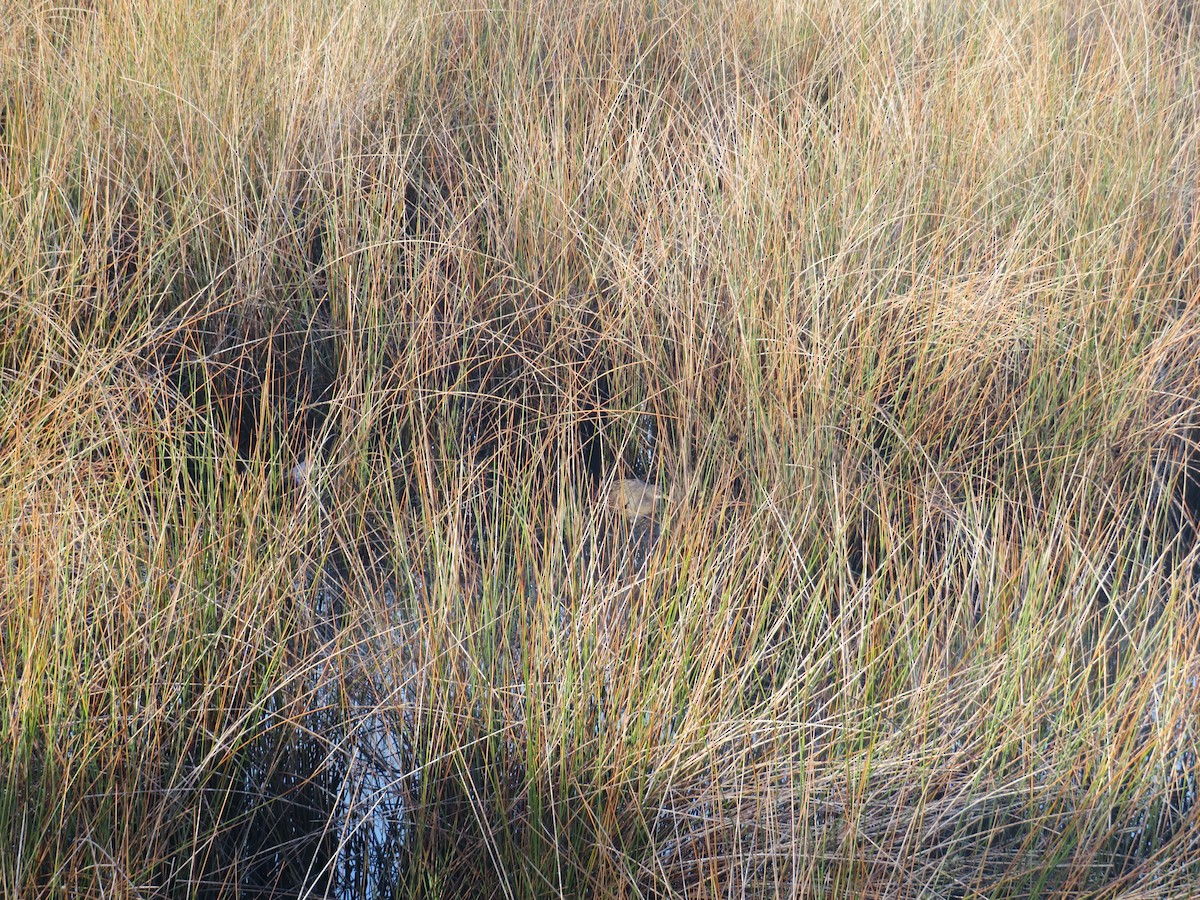 Clapper Rail - ML643132188