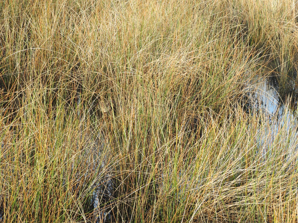 Clapper Rail - ML643132189
