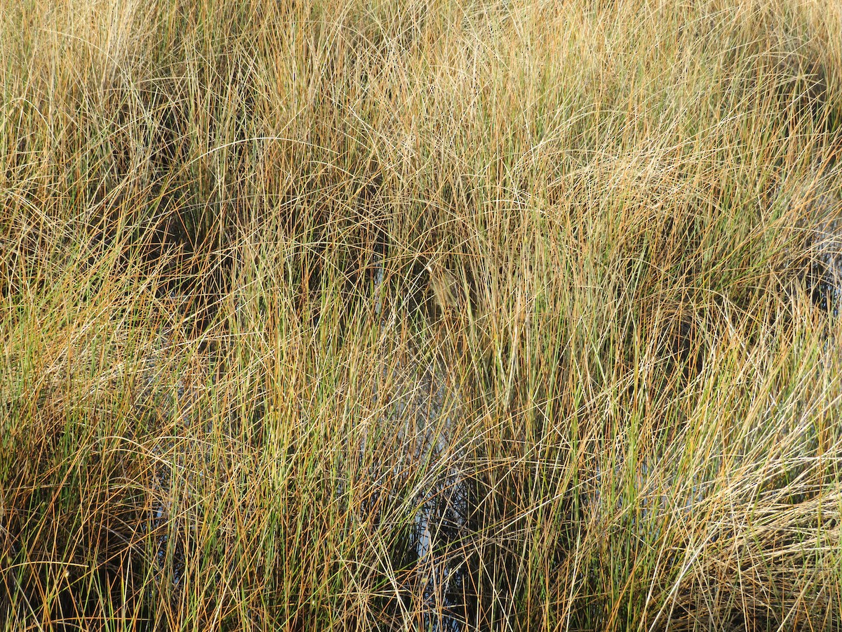 Clapper Rail - ML643132191