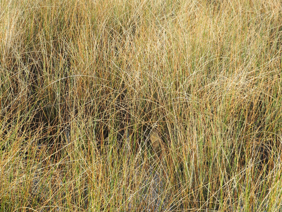 Clapper Rail - ML643132192