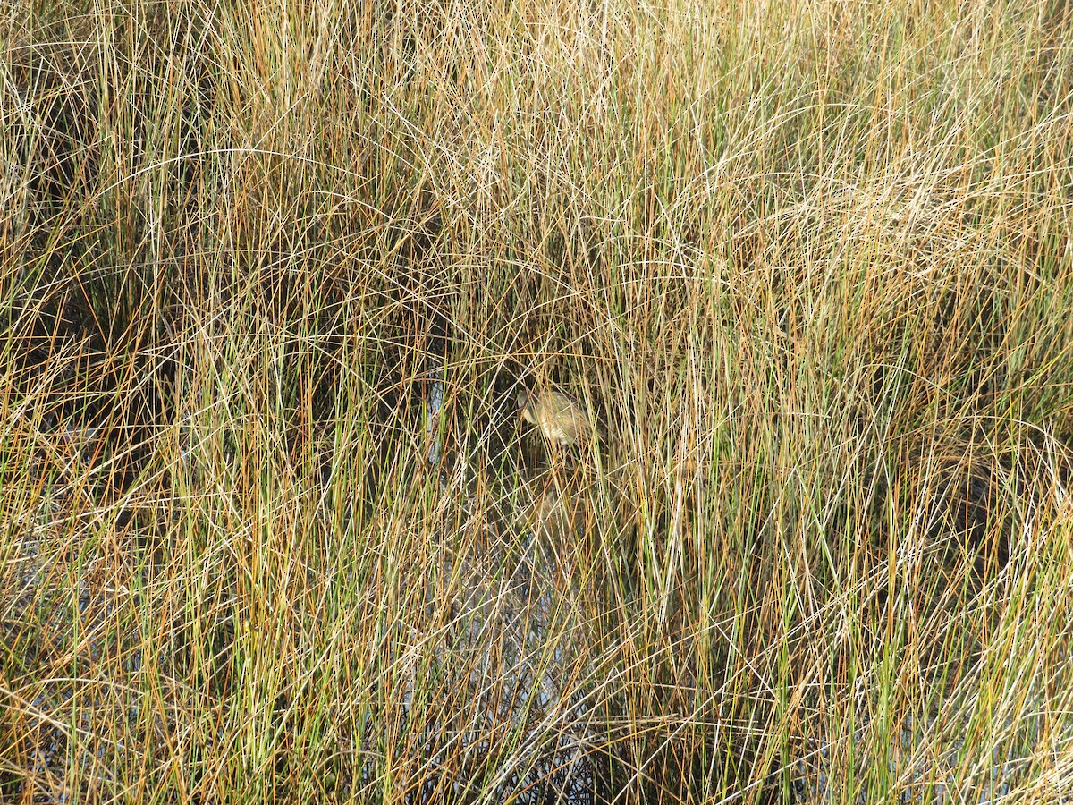 Clapper Rail - ML643132193