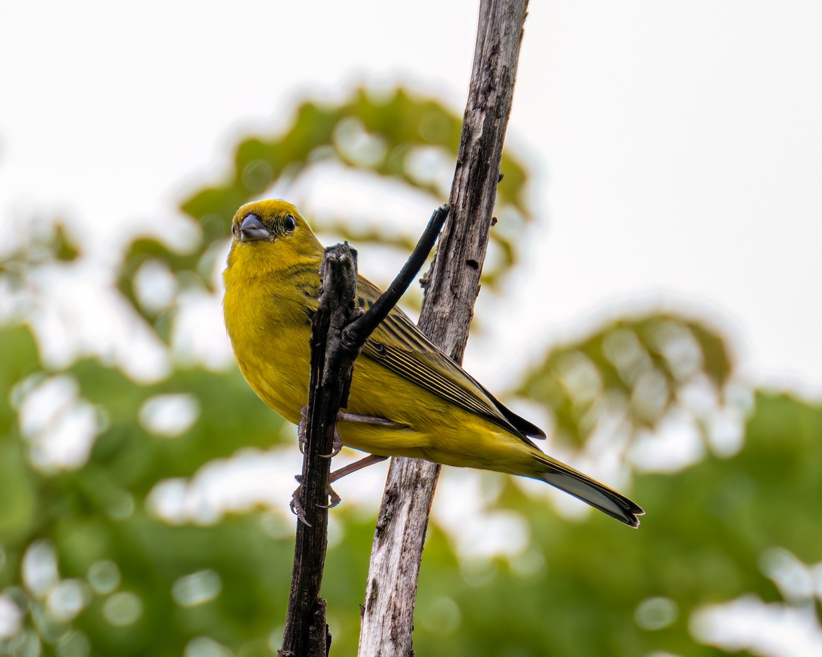 Stripe-tailed Yellow-Finch - ML643132196
