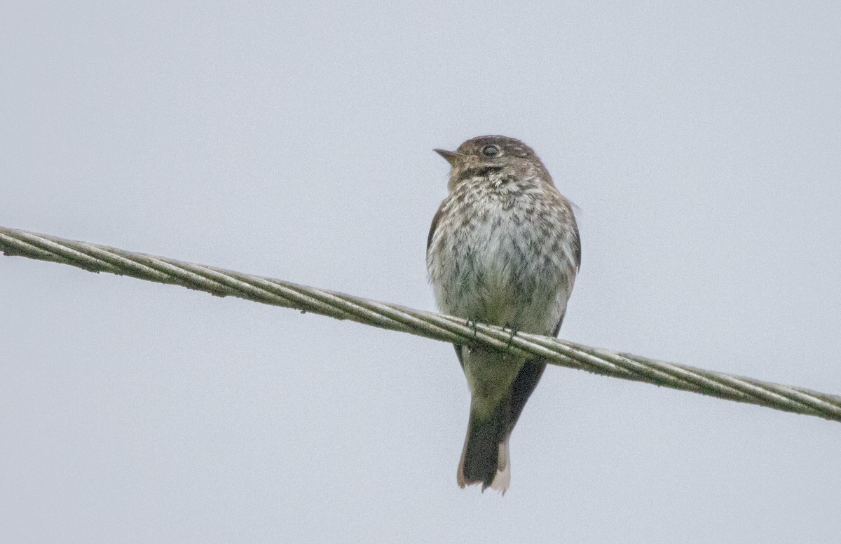 Dark-sided Flycatcher - ML643132198