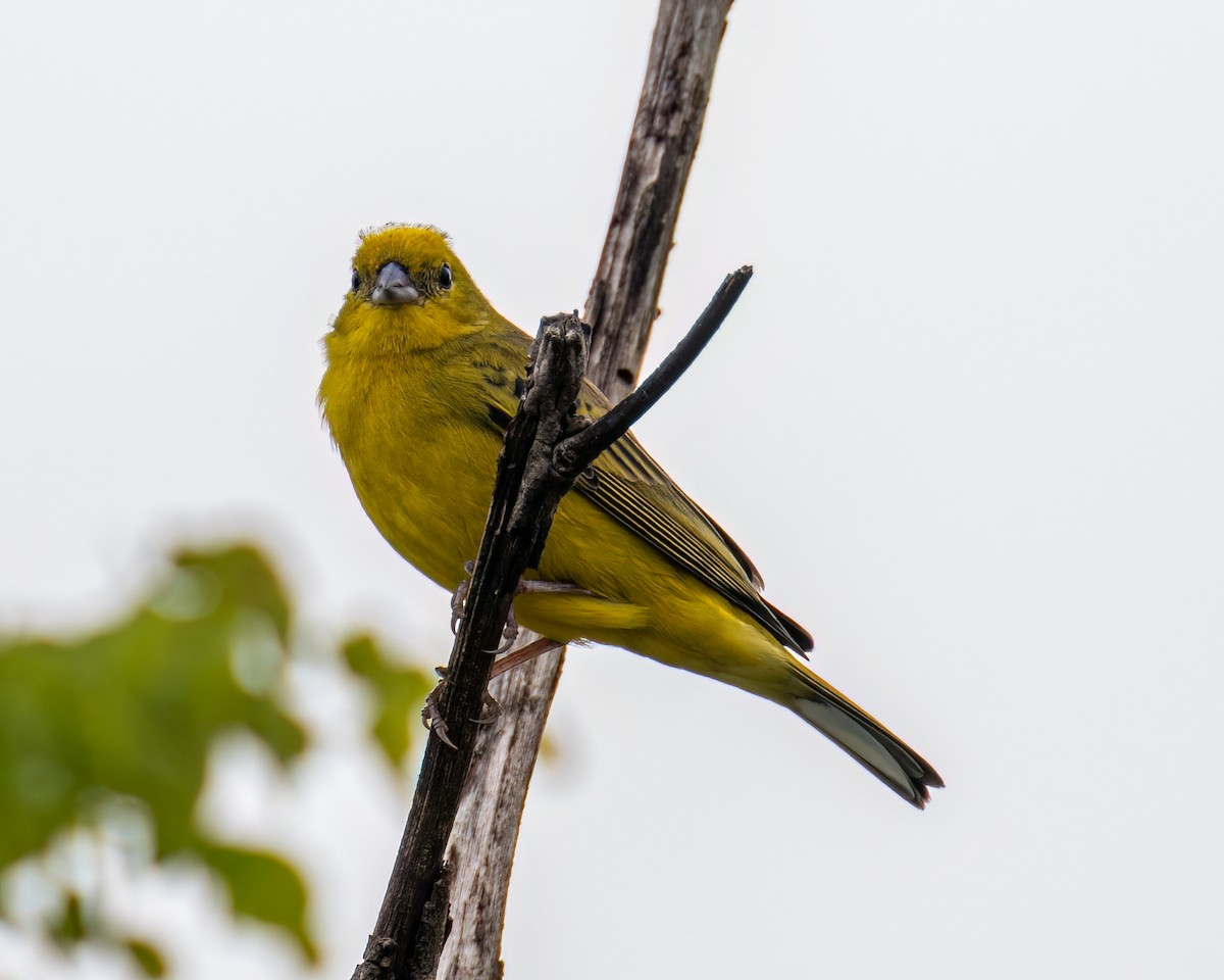 Stripe-tailed Yellow-Finch - ML643132200
