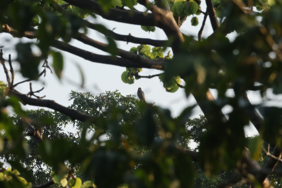 smalnebbglente - ML643132202