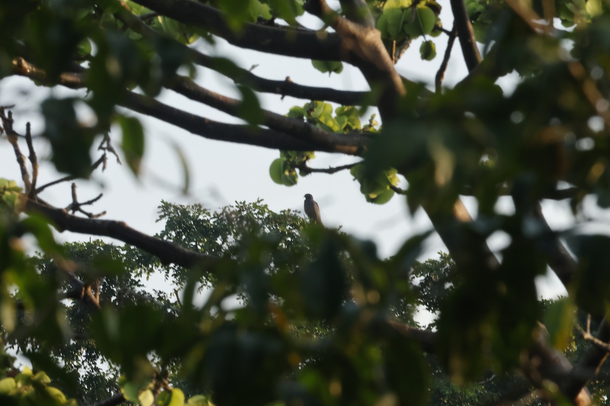 smalnebbglente - ML643132203