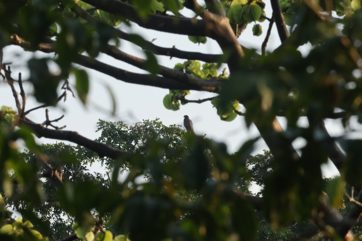 smalnebbglente - ML643132204