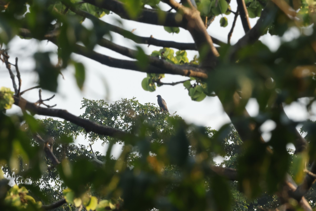 smalnebbglente - ML643132205