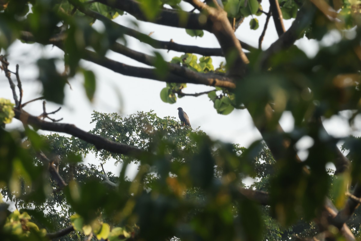 smalnebbglente - ML643132206