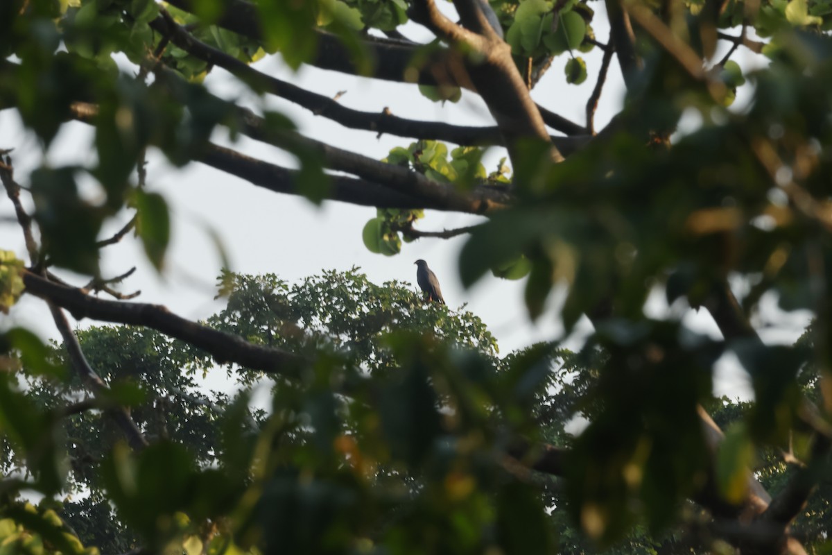 smalnebbglente - ML643132207