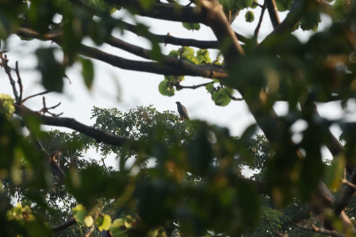 smalnebbglente - ML643132208