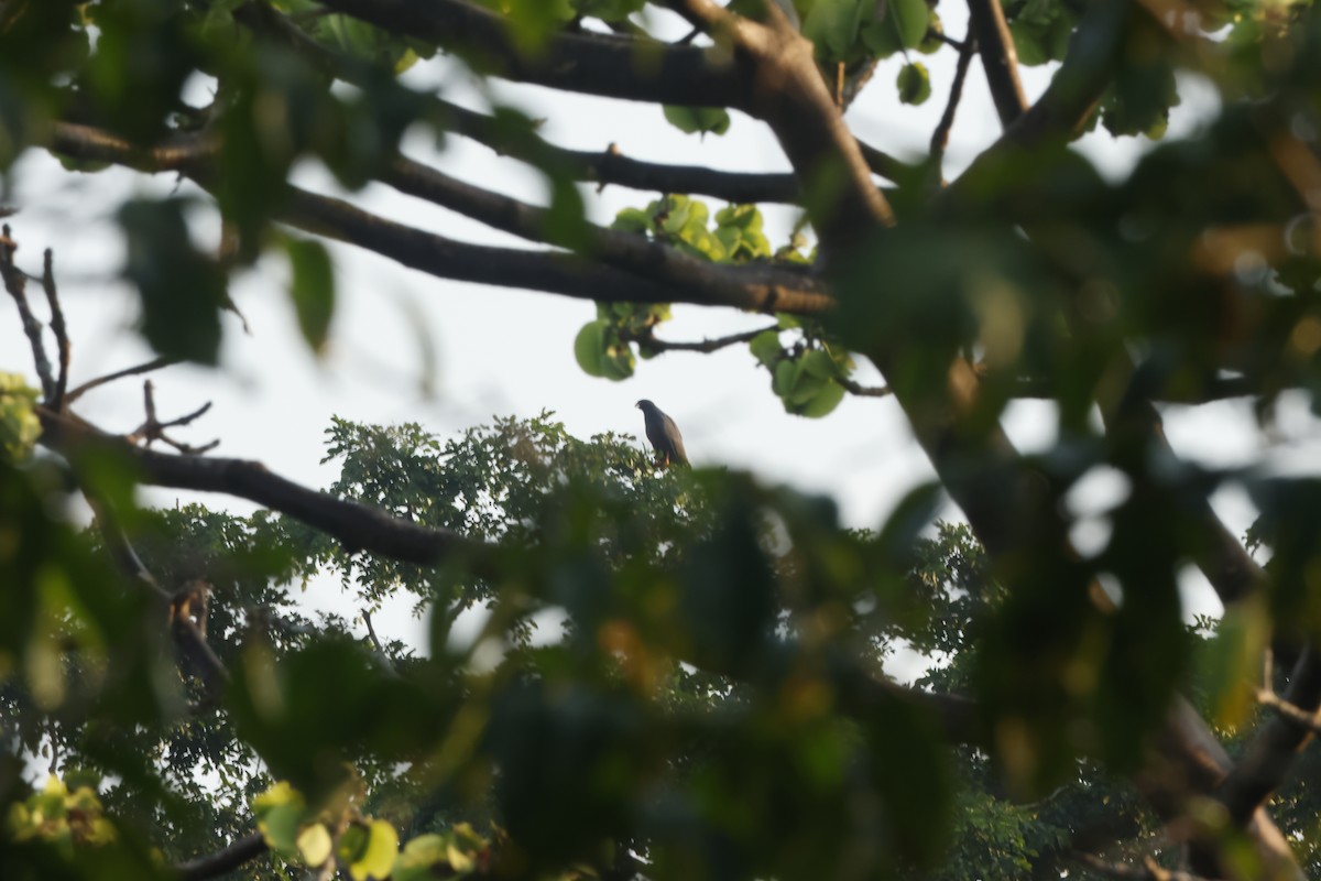 smalnebbglente - ML643132209