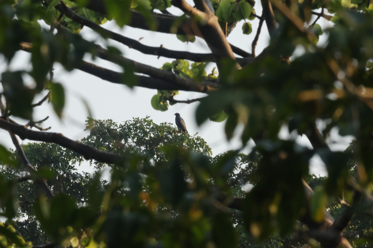 smalnebbglente - ML643132210