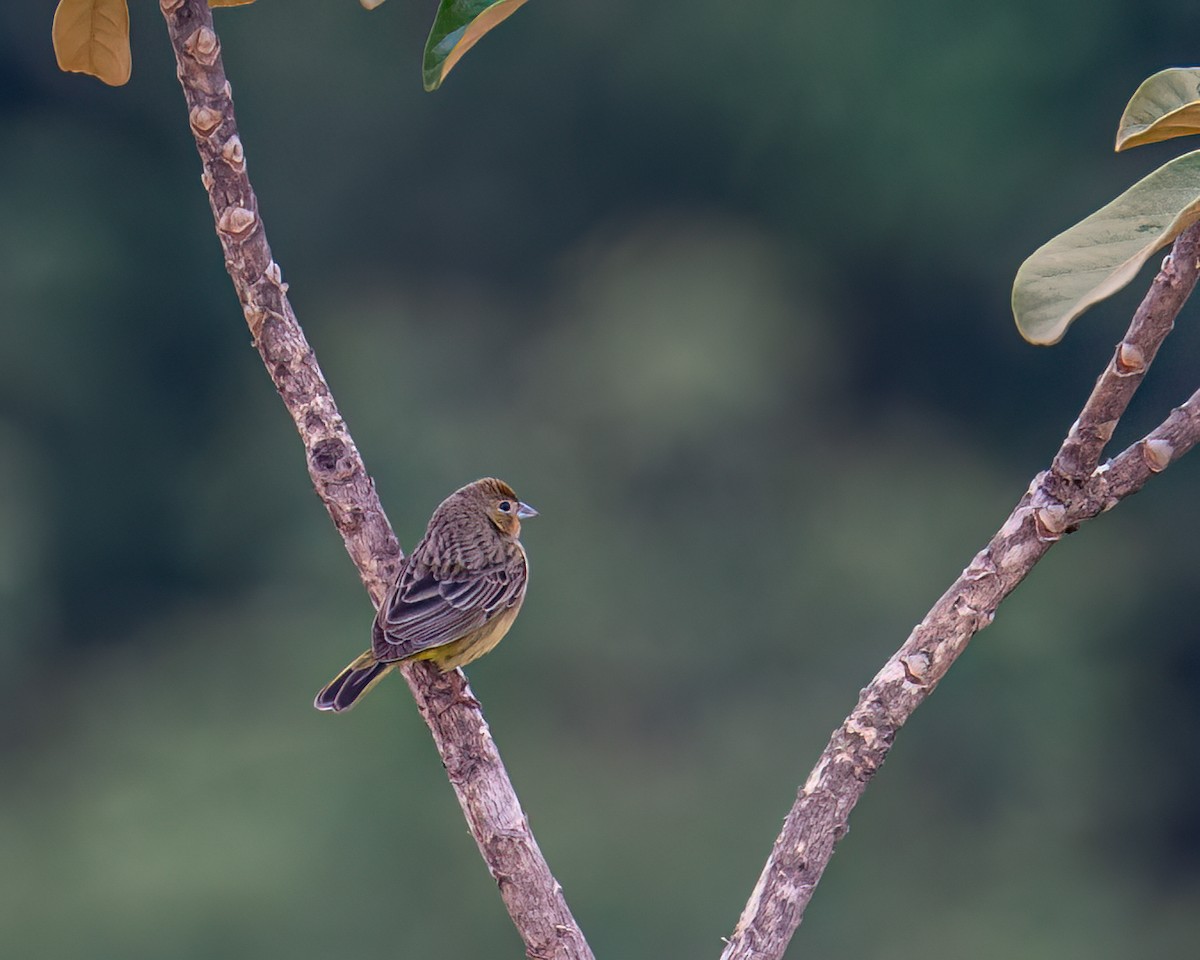 Stripe-tailed Yellow-Finch - ML643132211