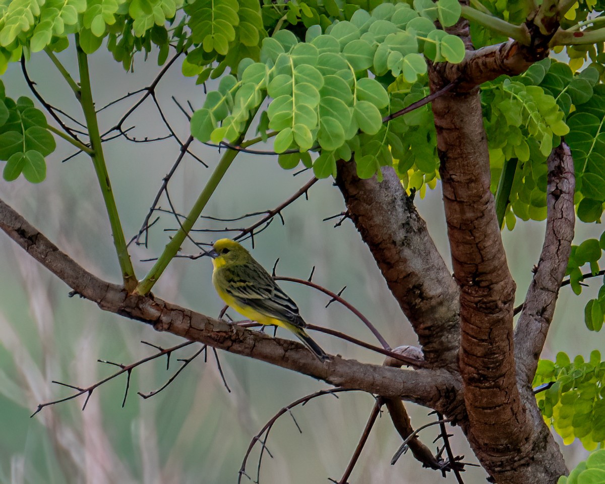 Stripe-tailed Yellow-Finch - ML643132215