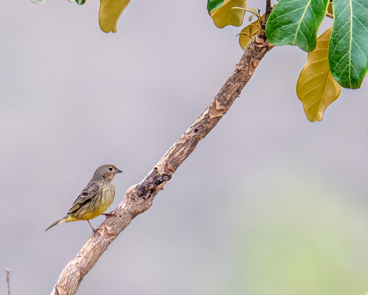 Stripe-tailed Yellow-Finch - ML643132221