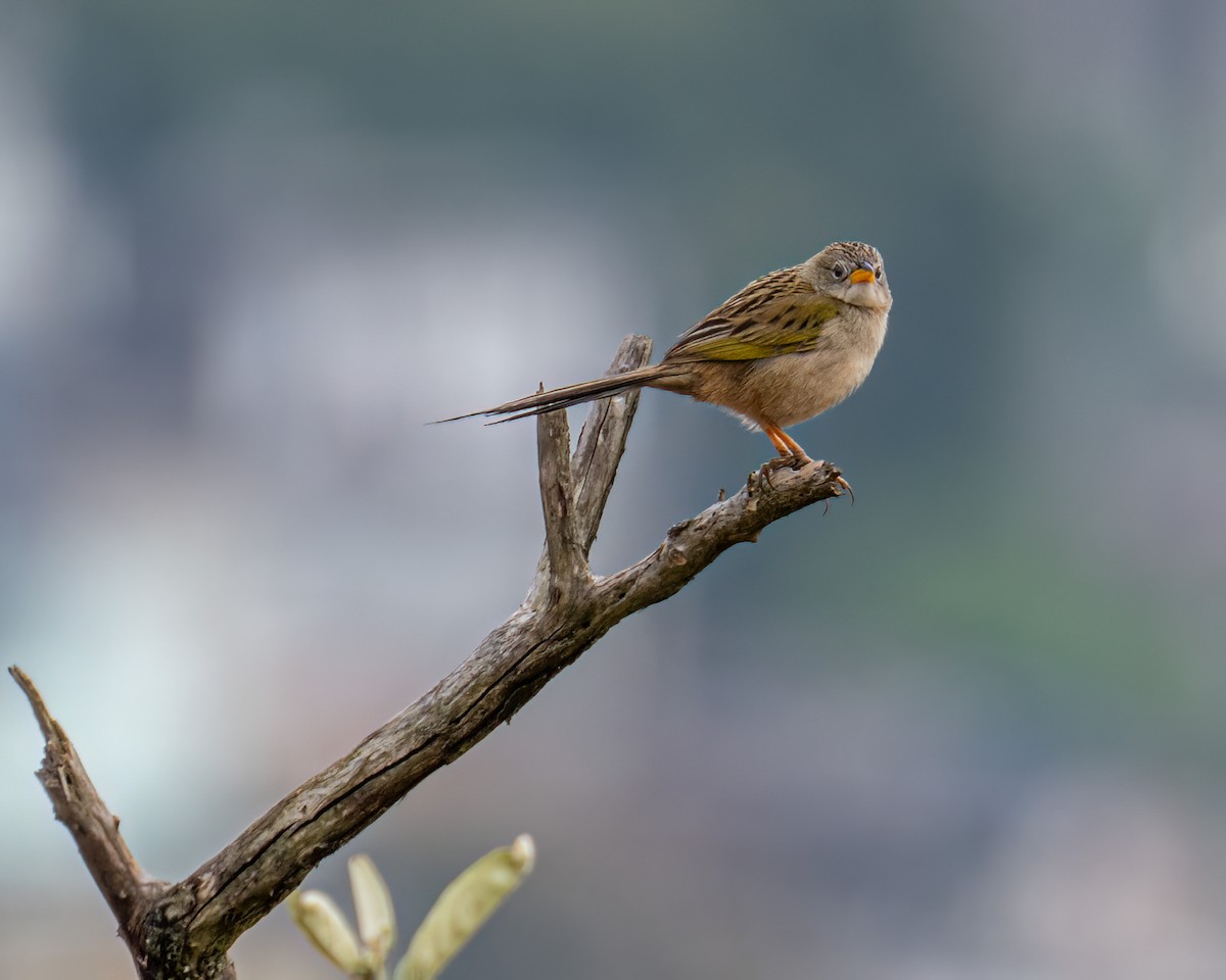 Wedge-tailed Grass-Finch - ML643132226
