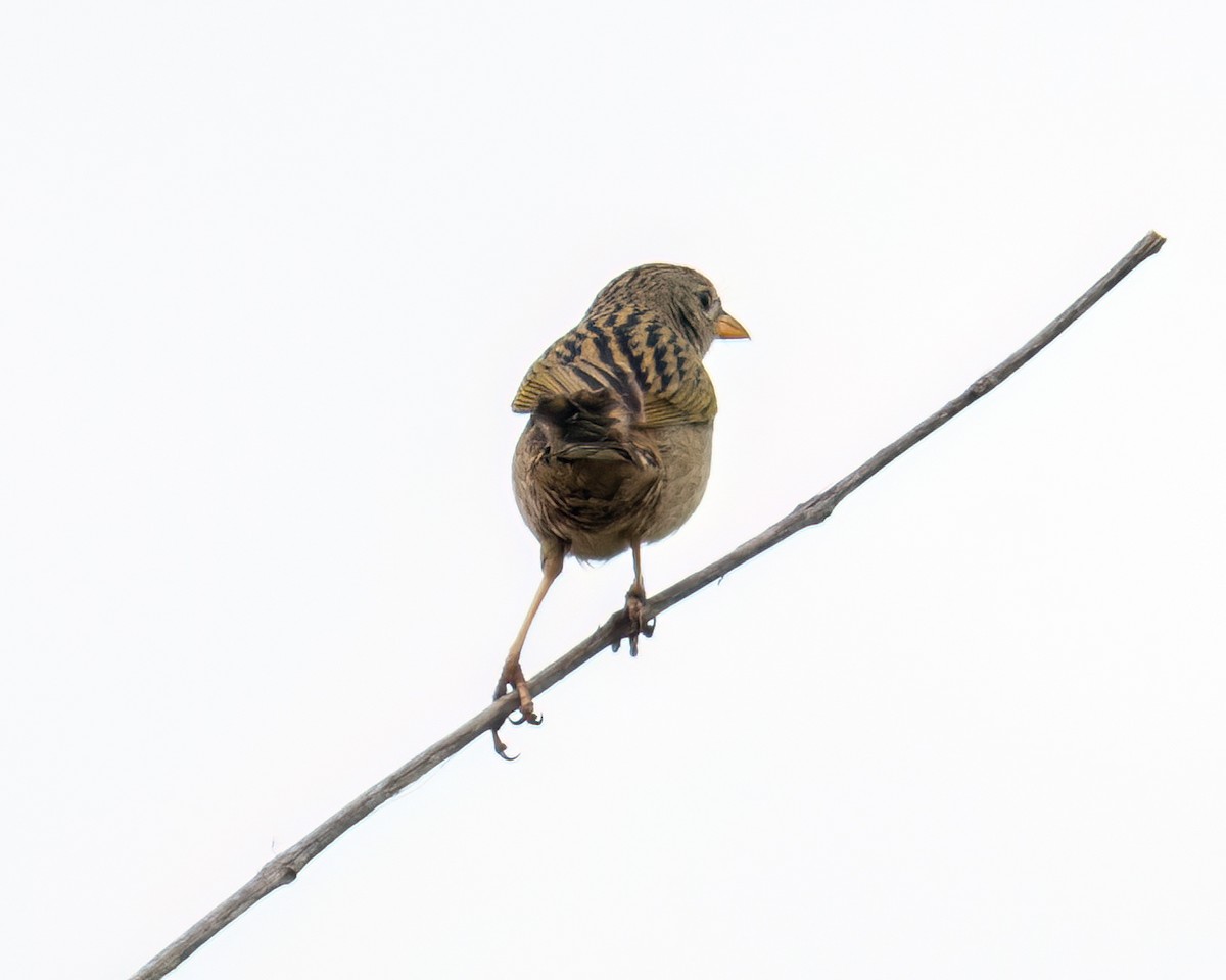 Wedge-tailed Grass-Finch - ML643132240
