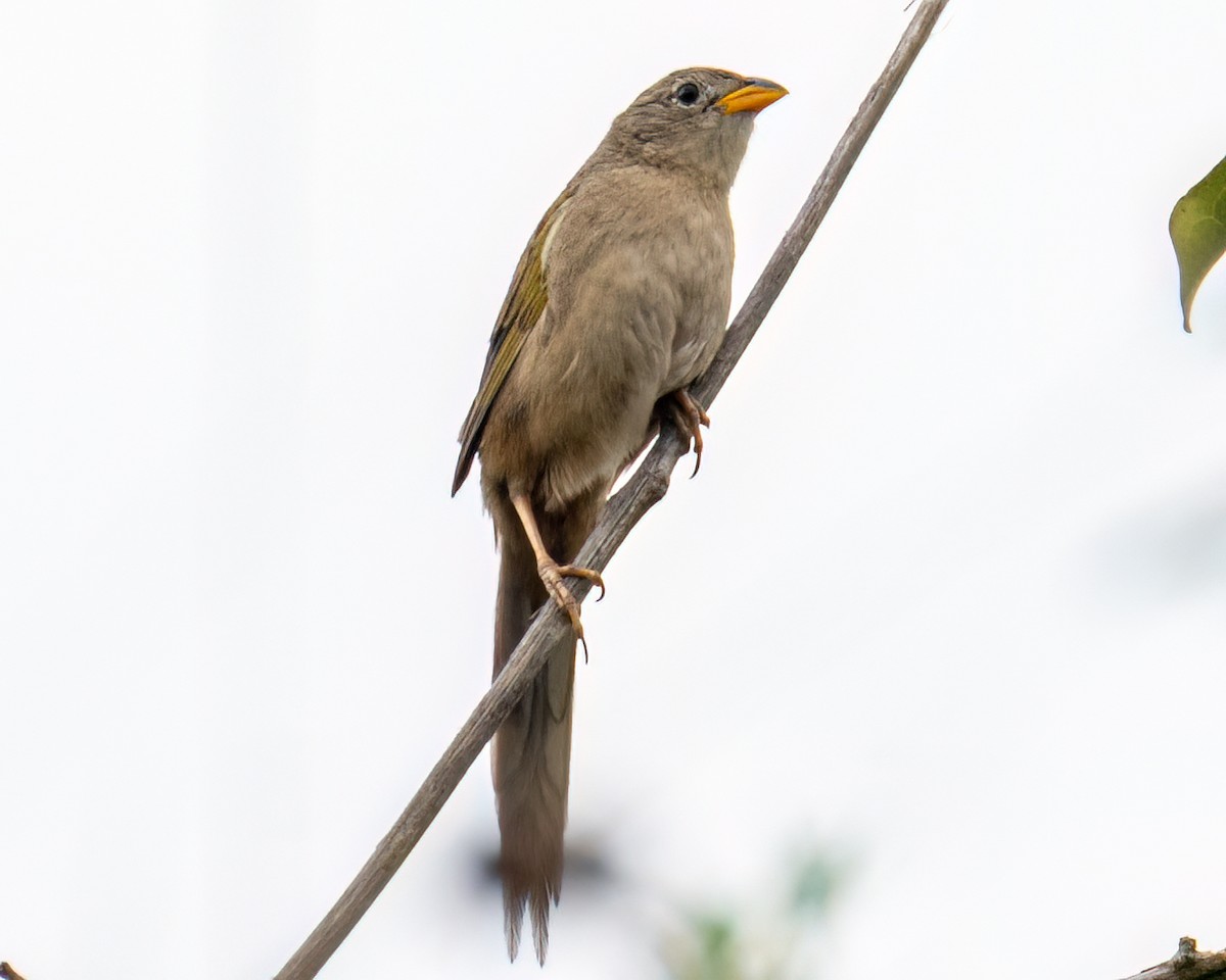 Wedge-tailed Grass-Finch - ML643132241